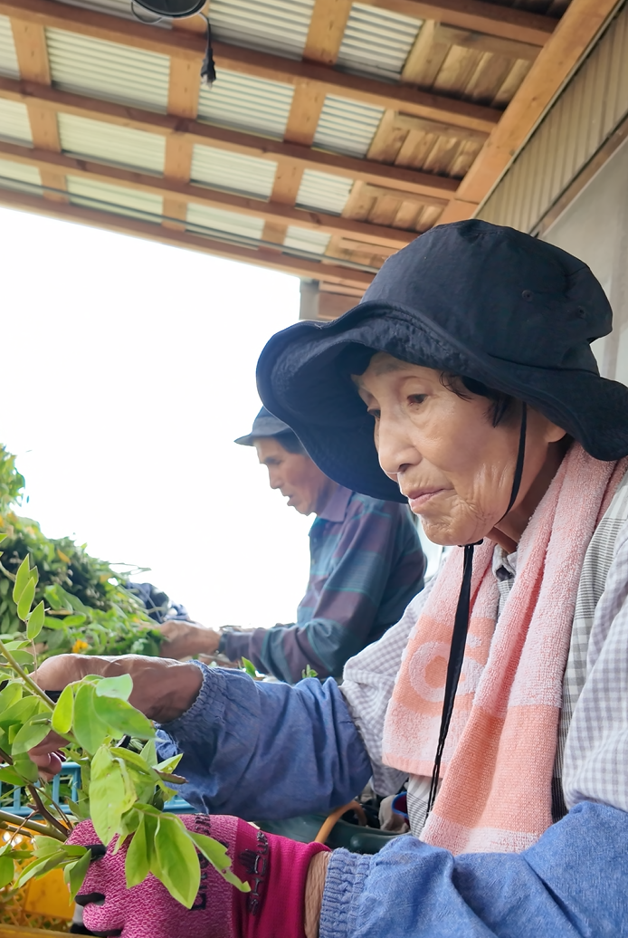 家族のお茶づくり