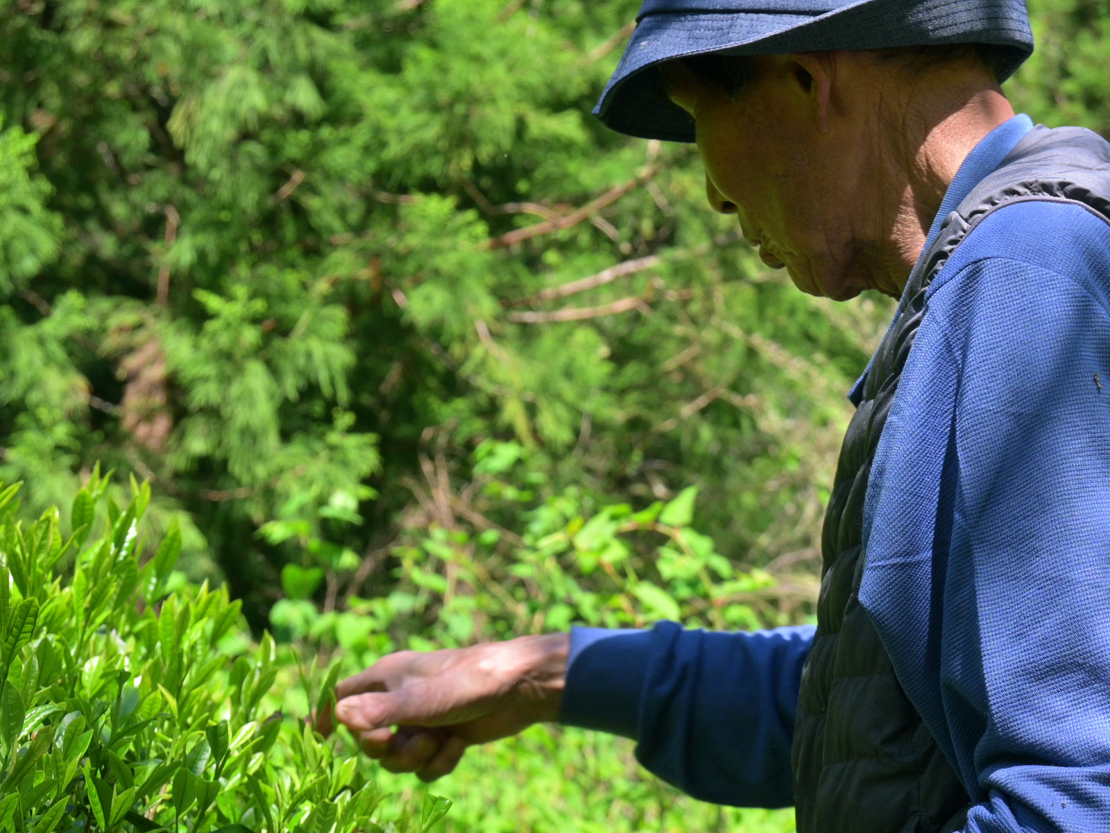 玉緑茶をつくる手仕事